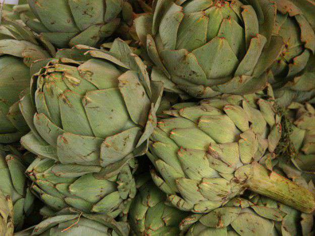 Die Artischocke wird vielseitig in der Küche verwendet Artischocke