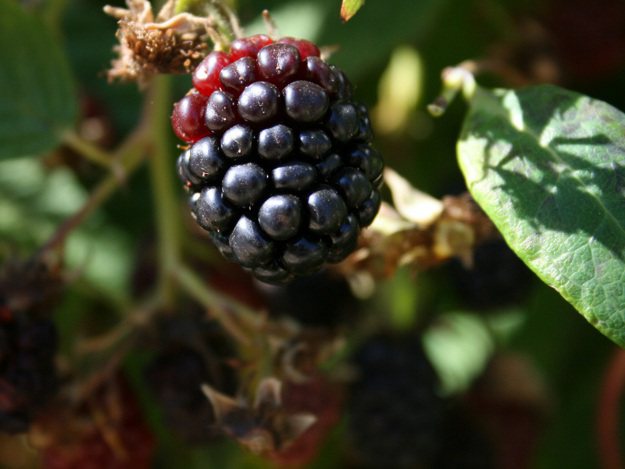 Brombeeren sind wohlschmeckend und äußerst gesund. Brombeeren