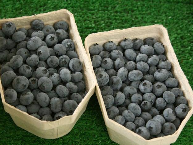 Heidelbeeren sind besonders lecker und gesund Heidelbeeren