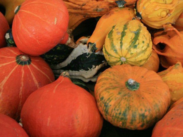 Ein beliebtes Gemüse ist der Kürbis. Kürbis