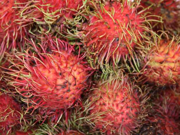Unverwechselbar sind die roten Früchte und die Stacheln Rambutan