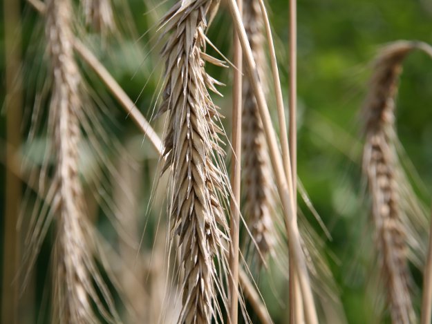 Verwendung findet Roggen hauptsächlich als Brotgetreide. Roggen