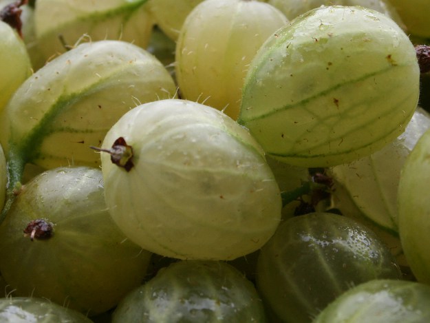 Im Juli und August hat die Stachelbeere Hochsaison. Stachelbeere