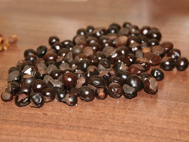 Guarana gibt einen Energieschub Guarana