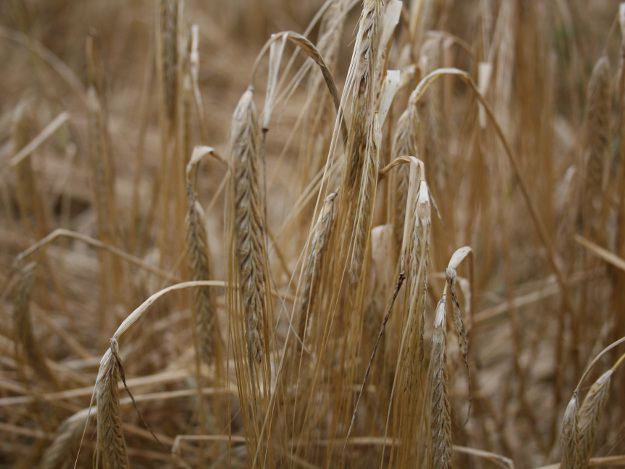 Wichtig zur Erhaltung der Leistungsfähigkeit und wichtiger Körperfunktionen. Getreide