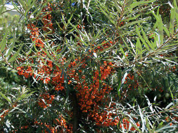 Sanddorn hat außergewöhnliche Eigenschaften. Sanddorn