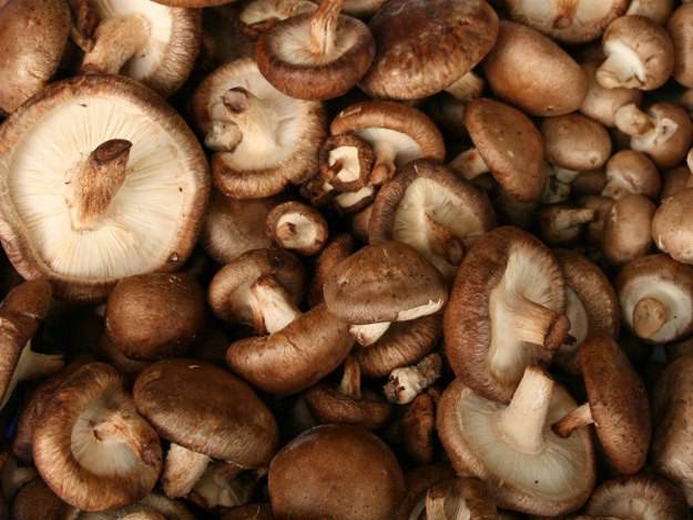 Vor allem B-Vitamine sind in Pilzen enthalten. Shii-Take