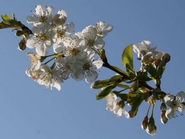 Blütenpollen Blütenpollen