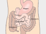 Darm &ndash; Grafik: wikipedia.org/William Crochot &ndash; gemeinfrei
