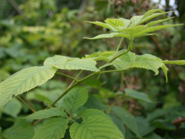 Brombeerbl&auml;tter