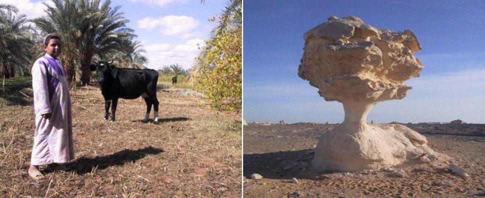 Unterwegs in der Weißen Wüste Weiße Wüste