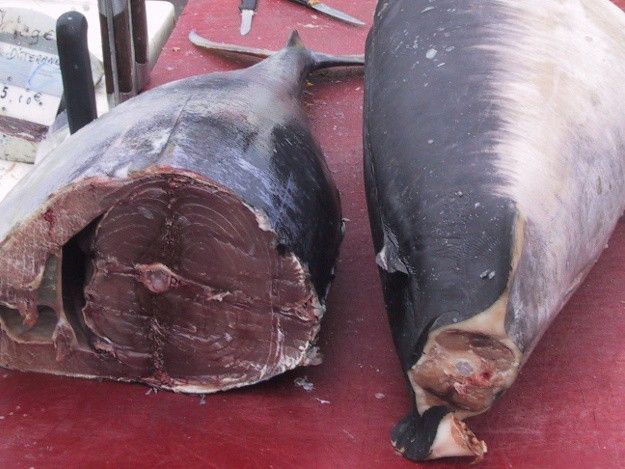 Gerade auf Reisen gerät der Magen-Darm-Trakt leicht aus dem Gleichgewicht Fischmarkt