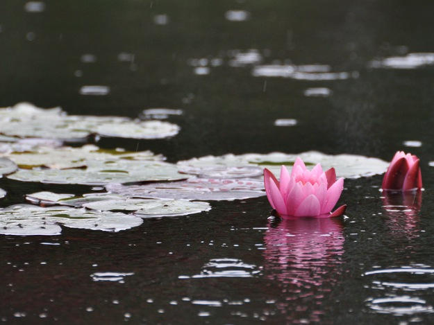 Mit mehr Gelassenheit in den Alltag. Seerose