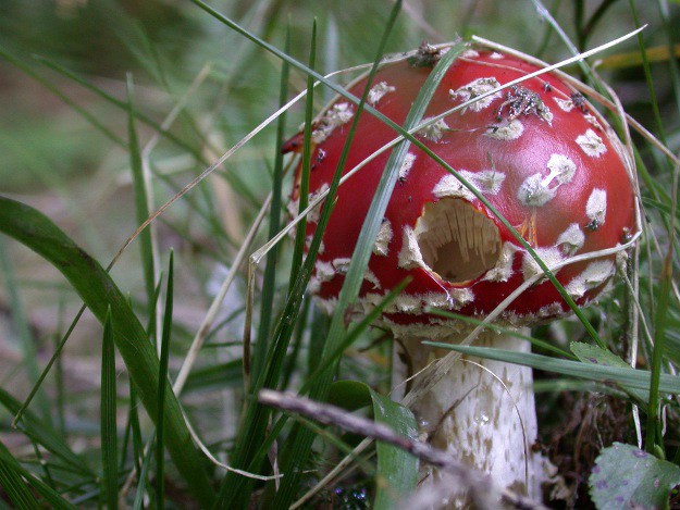 Tipps für das Pilze sammeln. Pilz