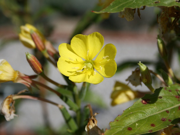 Pflanzliche Öle, wie aus der Nachtkerze, werden in Körperpflegeprodukte eingesetzt. Nachtkerze
